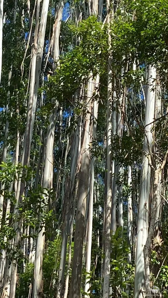 Fazenda, 169 hectares - Foto 6