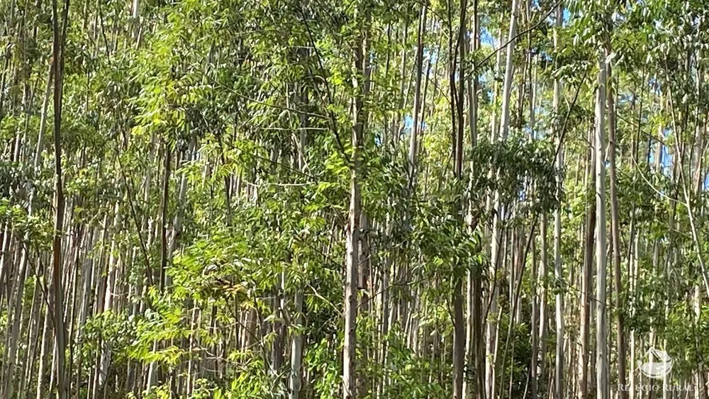 Fazenda, 169 hectares - Foto 7