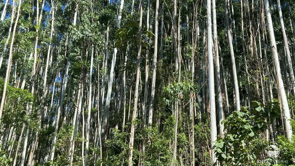 Fazenda, 169 hectares - Foto 4