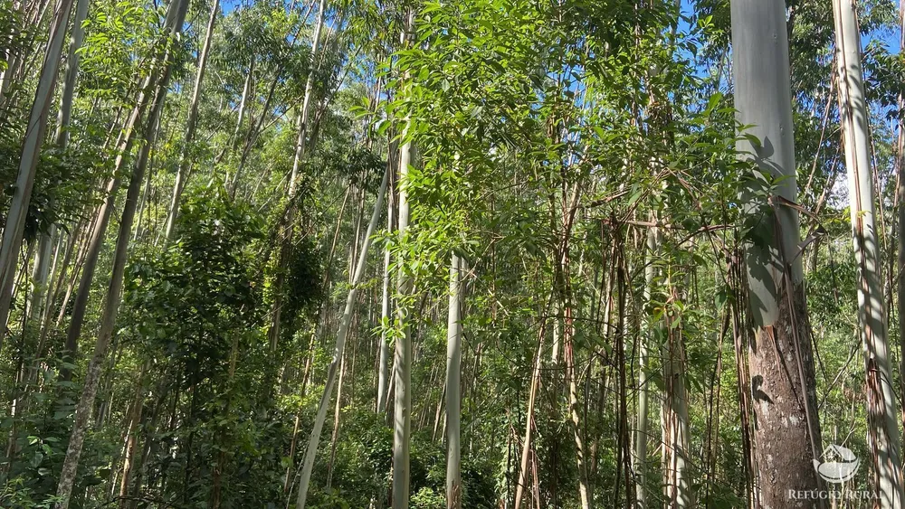 Fazenda, 169 hectares - Foto 13