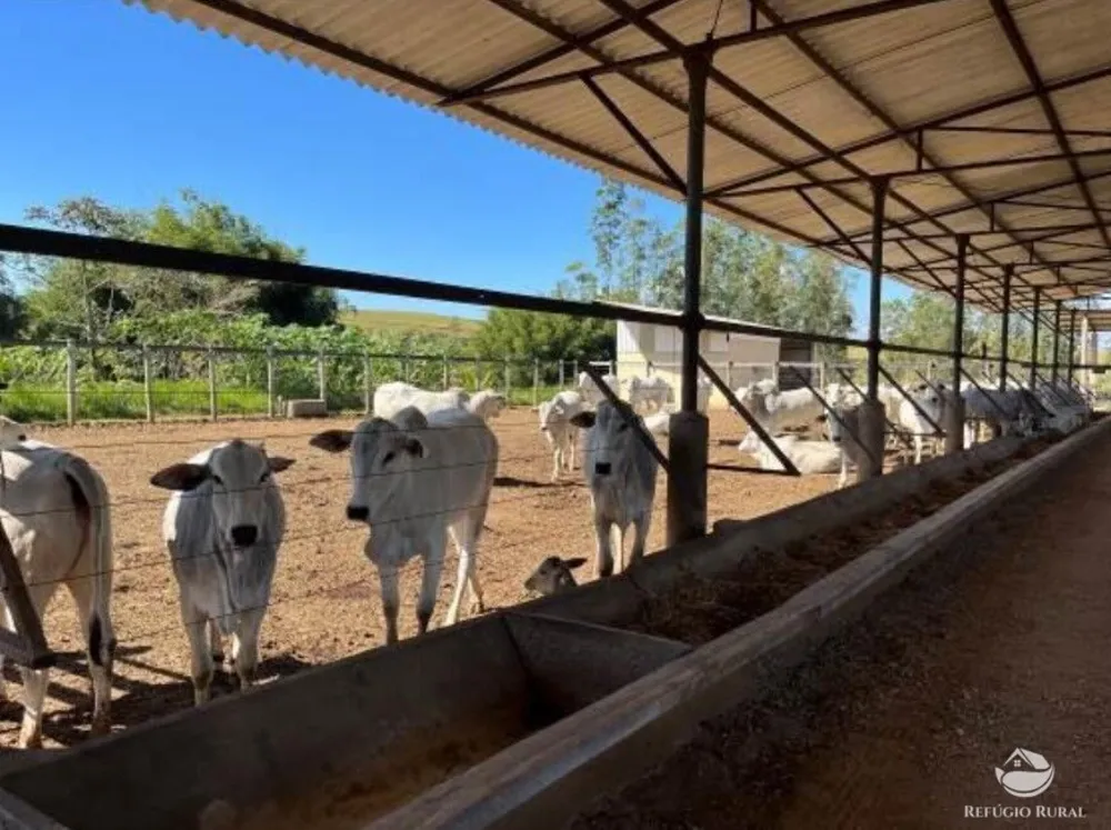Fazenda, 257 hectares - Foto 12