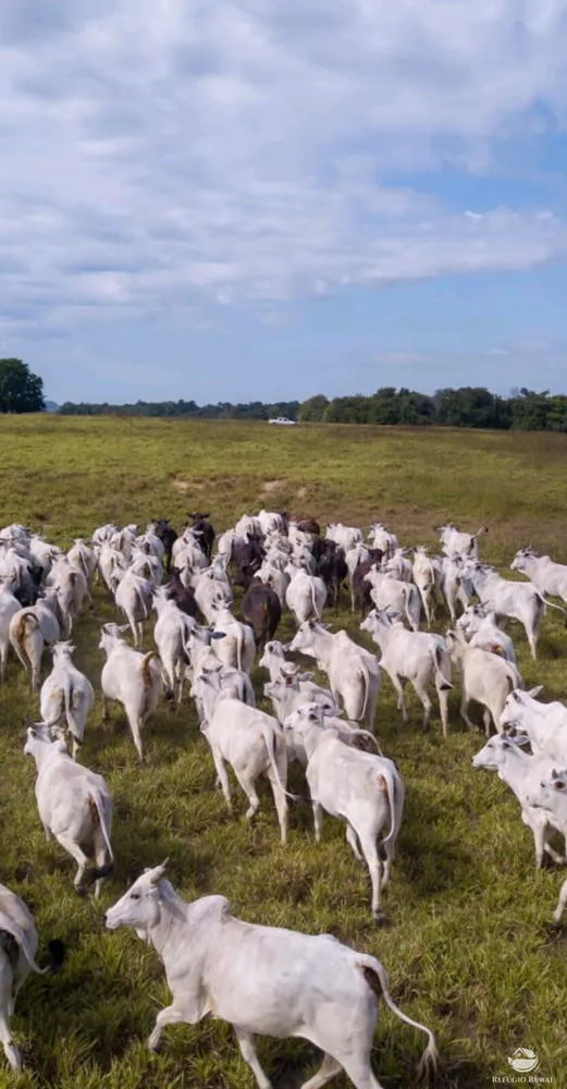 Fazenda, 2508 hectares - Foto 3