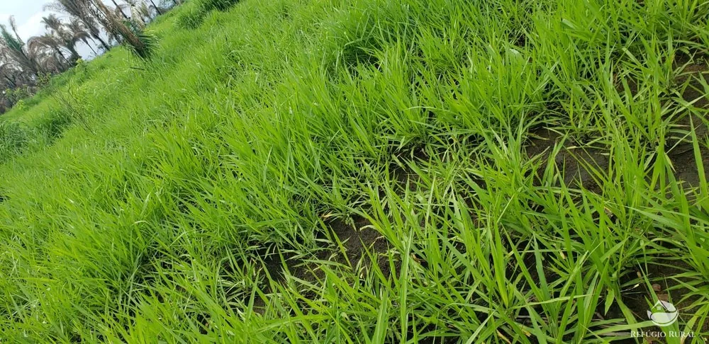 Fazenda, 5624 hectares - Foto 2