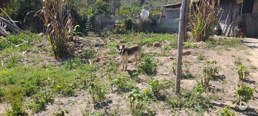 Sítio, 9 hectares - Foto 11