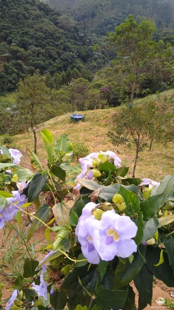 Sítio, 3 hectares - Foto 32