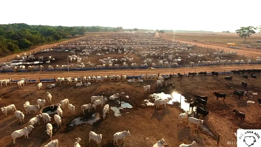 Fazenda, 6355 hectares - Foto 2
