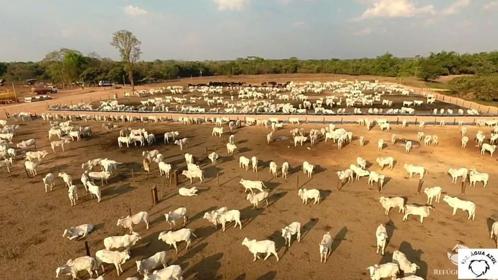 Fazenda, 6355 hectares - Foto 3