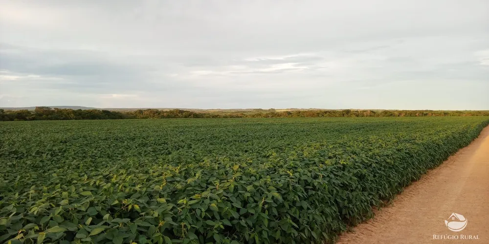 Fazenda, 1090 hectares - Foto 13