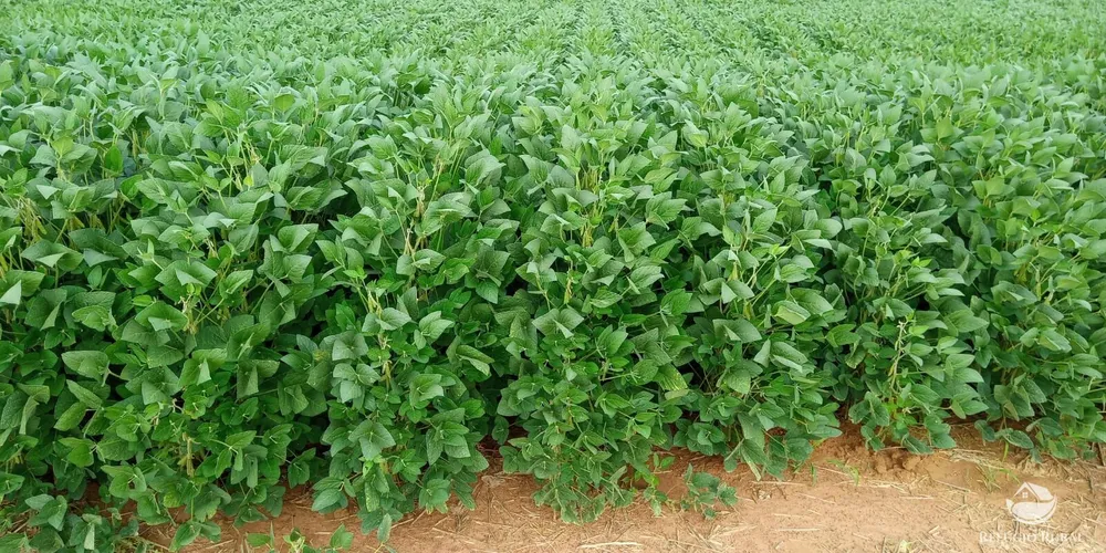 Fazenda, 1090 hectares - Foto 14