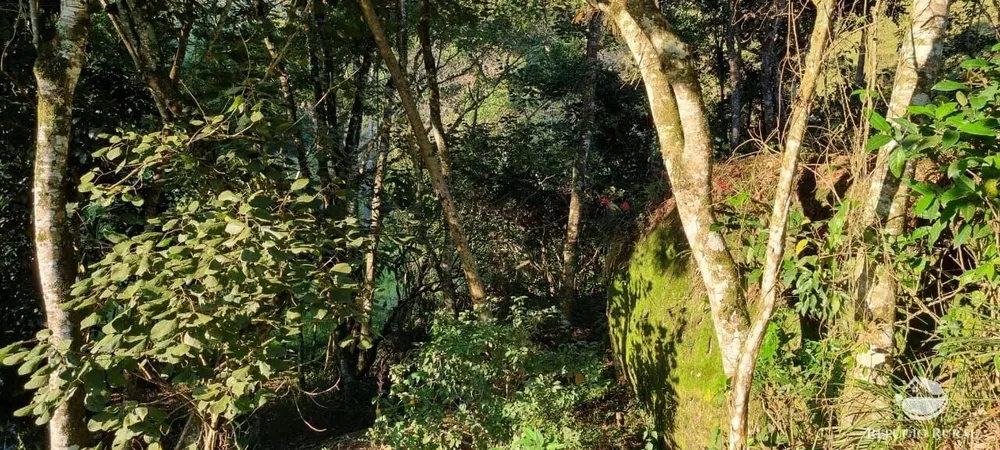 Terreno, 2 hectares - Foto 7