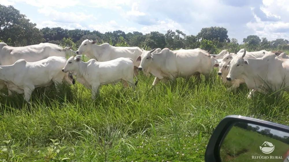 Fazenda, 1597 hectares - Foto 4