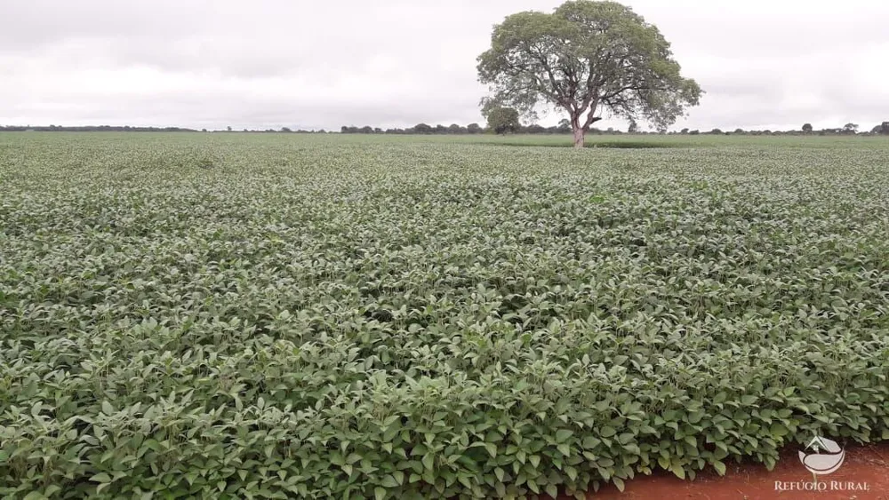 Fazenda, 1597 hectares - Foto 8