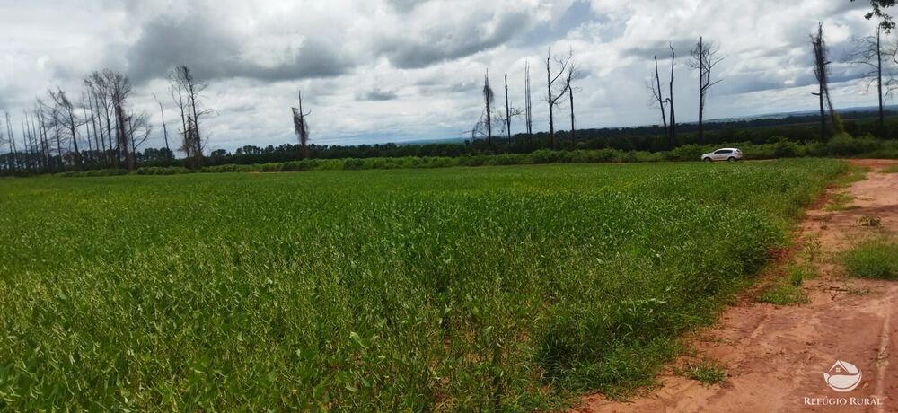 Sítio, 53 hectares - Foto 3