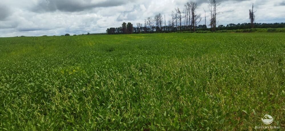 Sítio, 53 hectares - Foto 4