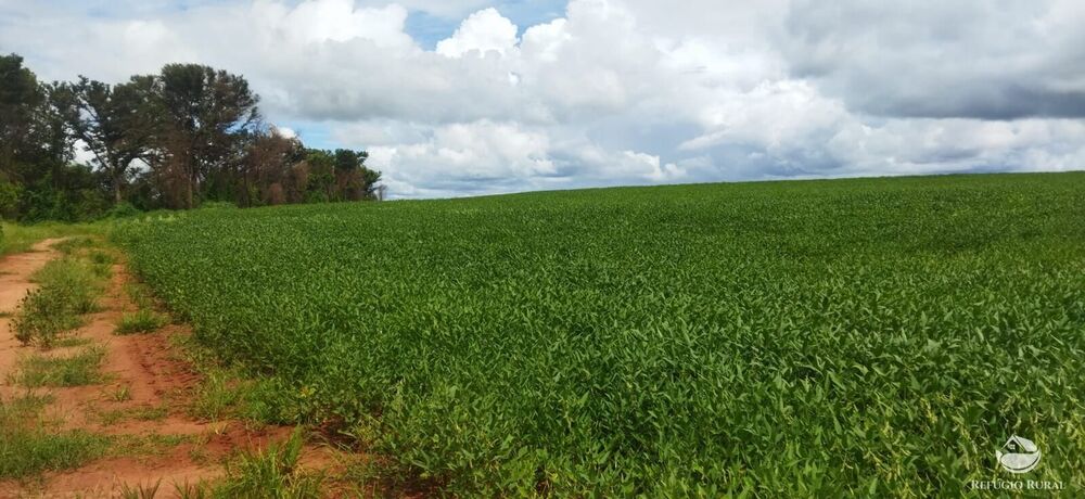 Sítio, 53 hectares - Foto 2