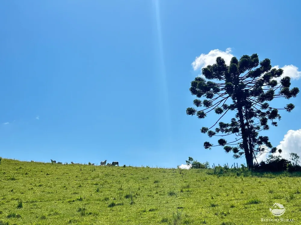 Terreno, 36 hectares - Foto 12
