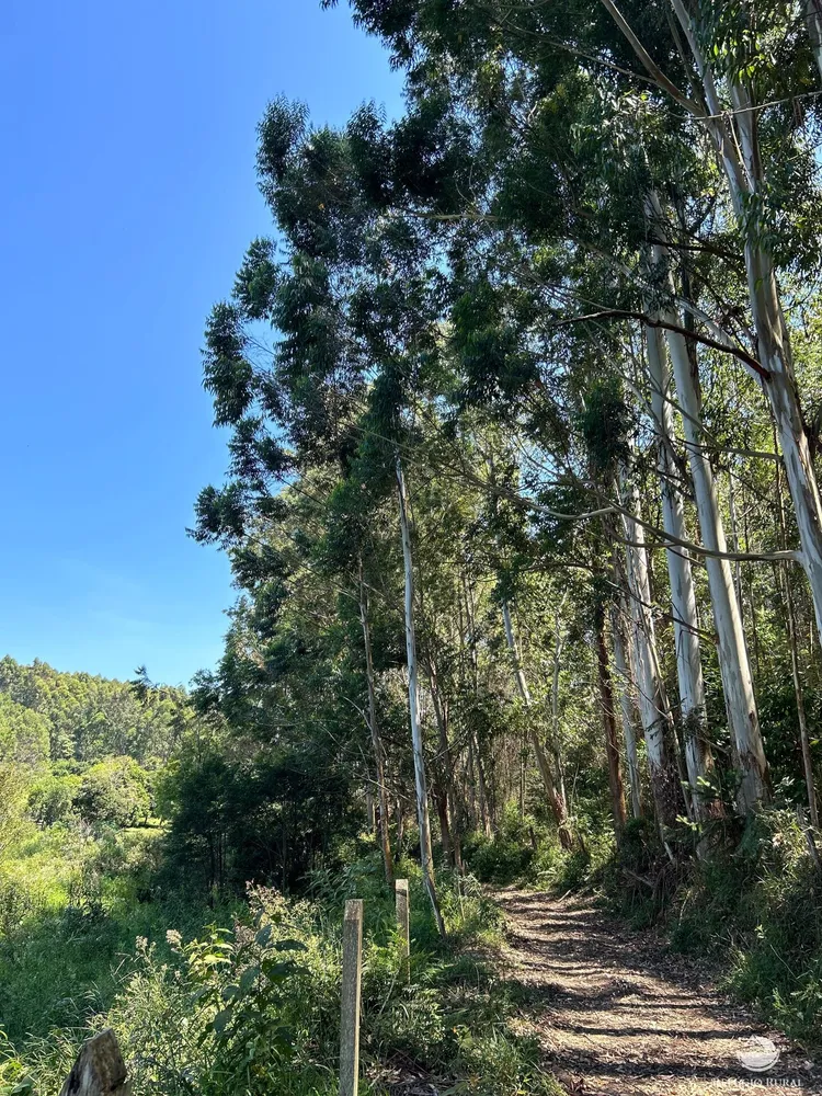 Terreno, 36 hectares - Foto 7