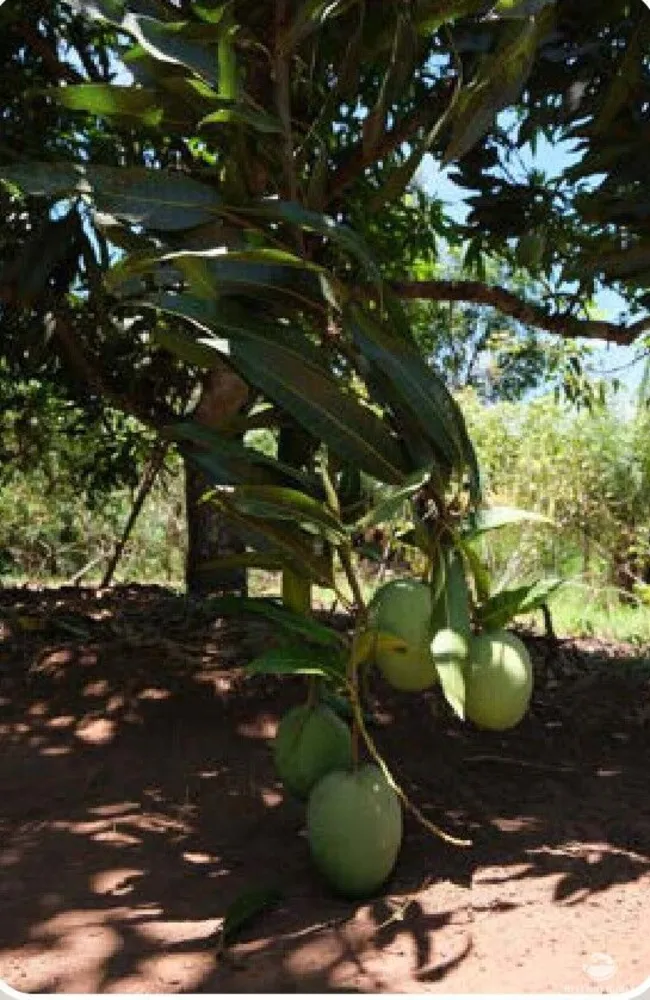 Chácara, 20 hectares - Foto 12