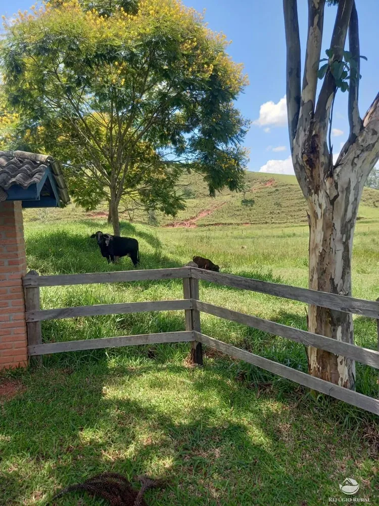 Fazenda, 443 hectares - Foto 5