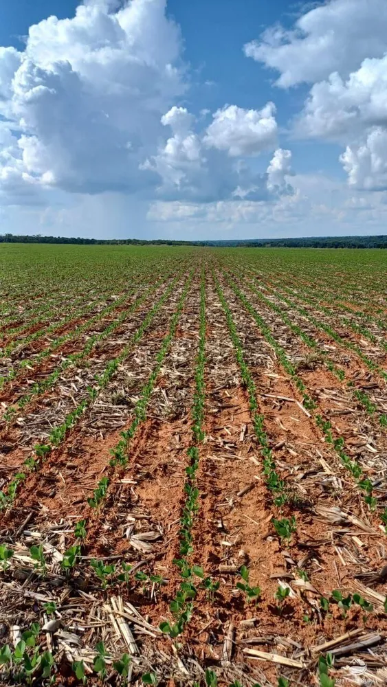 Fazenda, 3840 hectares - Foto 6