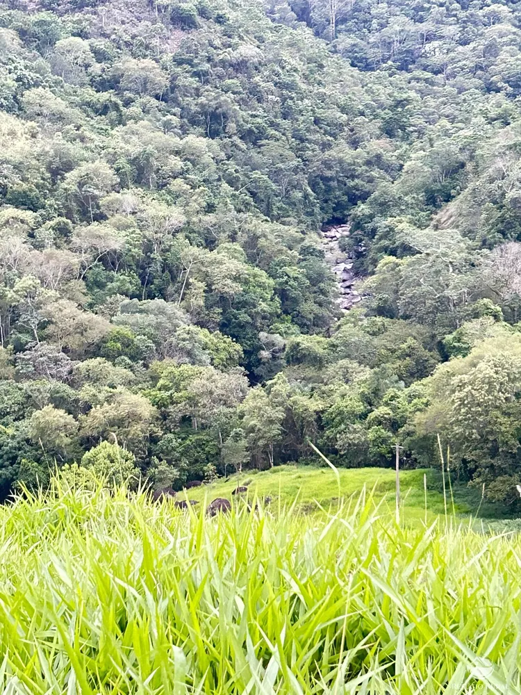 Terreno, 2 hectares - Foto 3