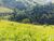 Terreno, 5 hectares - Foto 3