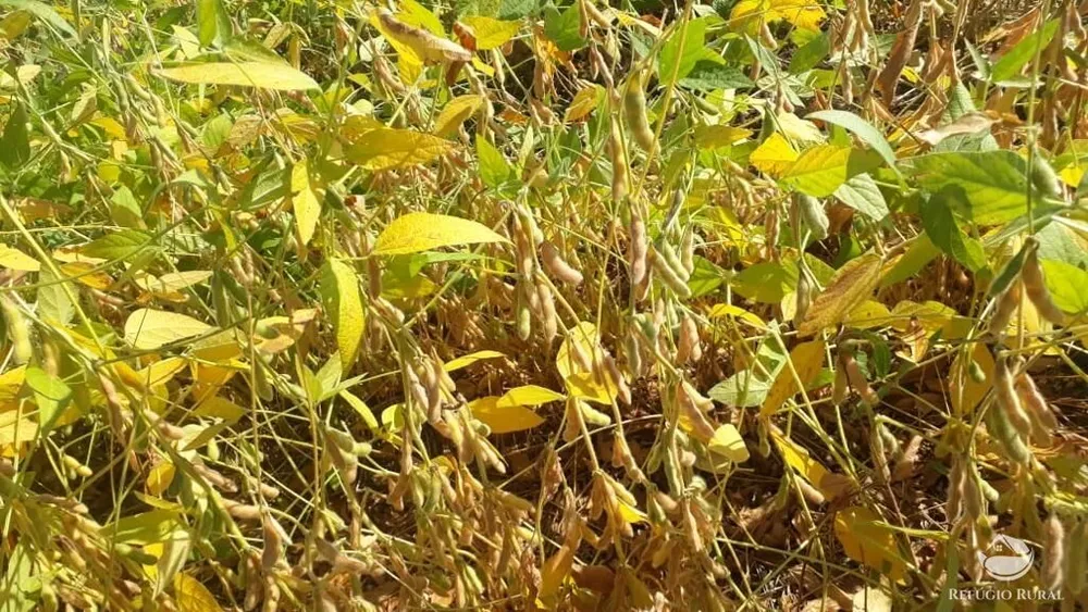 Fazenda, 5050 hectares - Foto 14