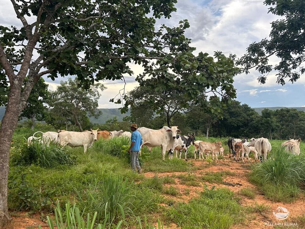Fazenda, 67 hectares - Foto 33