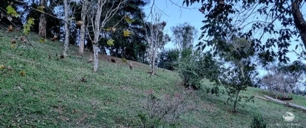 Sítio, 2 hectares - Foto 4