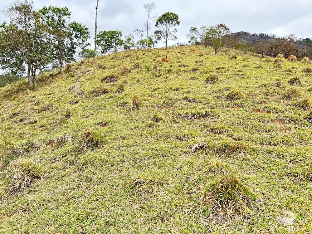 Terreno, 2 hectares - Foto 7