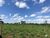 Fazenda-Sítio-Chácara, 1258 hectares - Foto 10