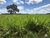 Fazenda-Sítio-Chácara, 1258 hectares - Foto 11