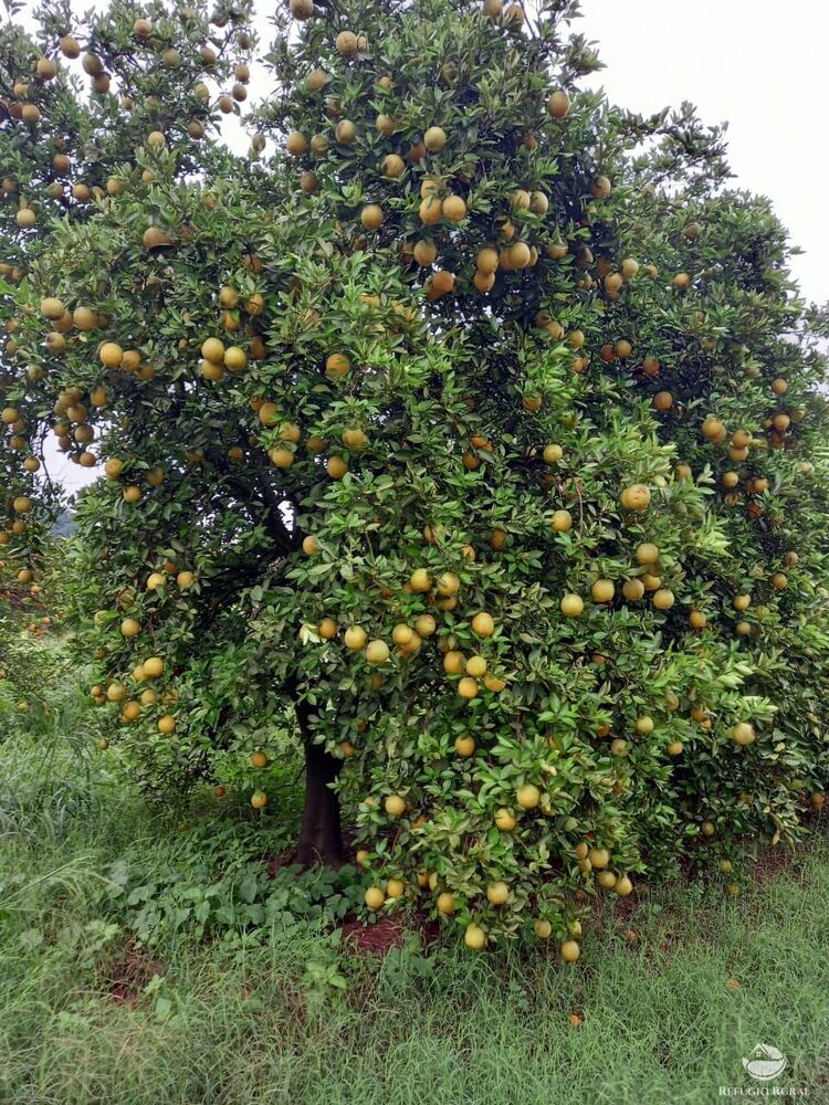 Fazenda, 450 hectares - Foto 1