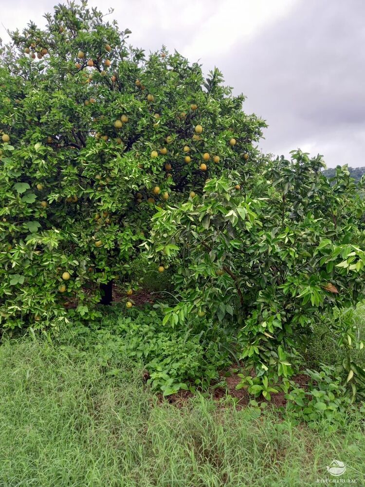 Fazenda, 450 hectares - Foto 13