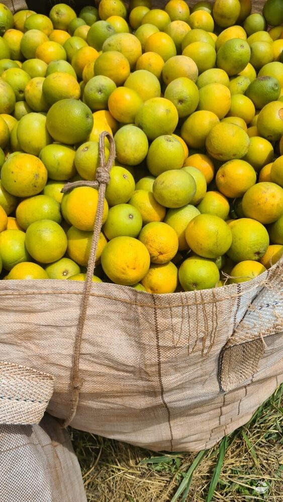 Fazenda, 450 hectares - Foto 7