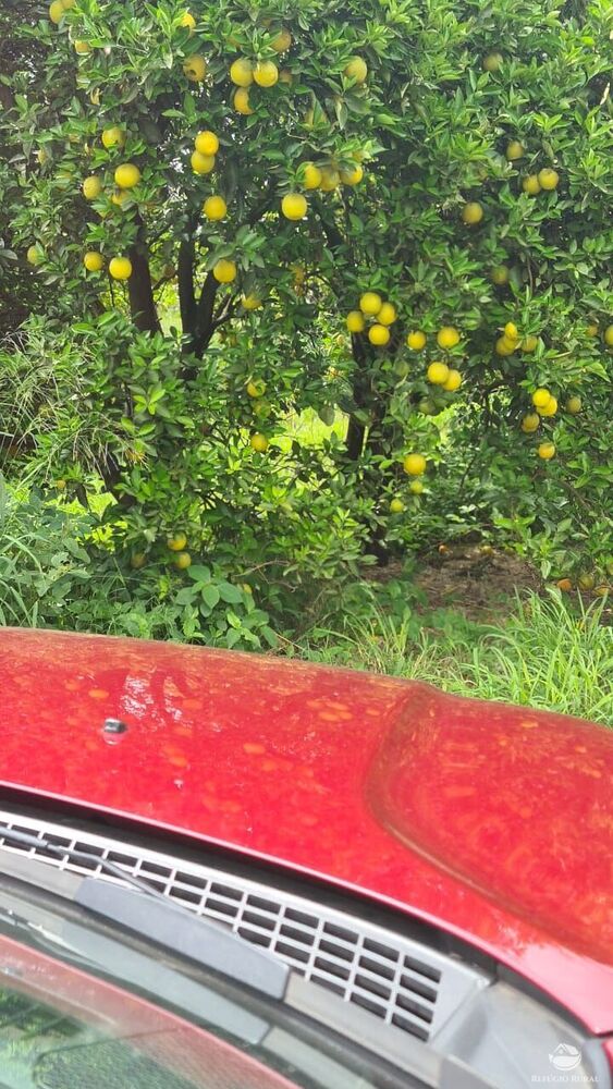 Fazenda, 450 hectares - Foto 16