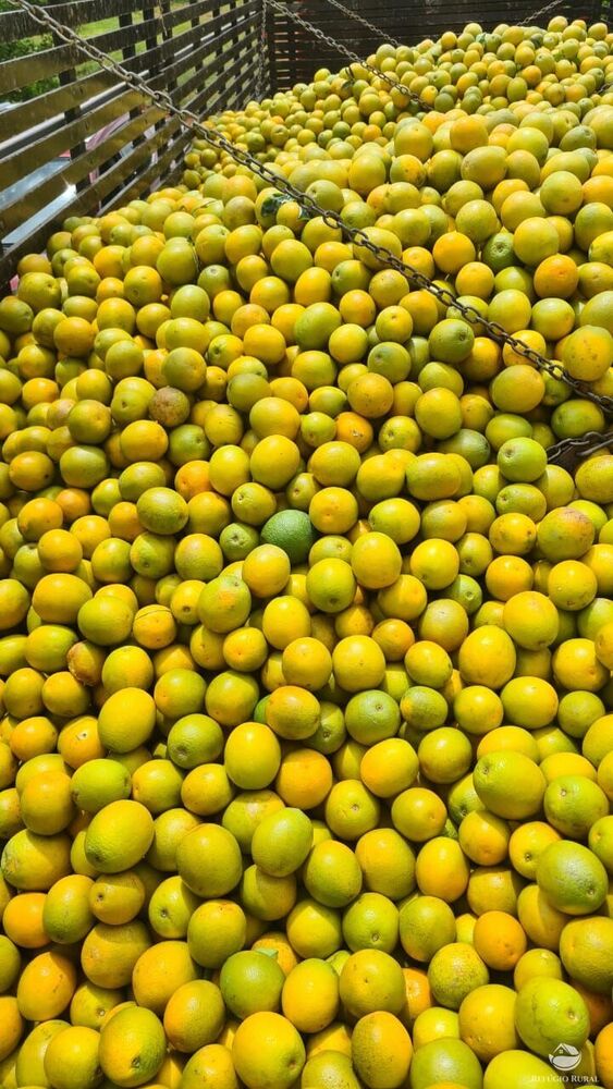 Fazenda, 450 hectares - Foto 2