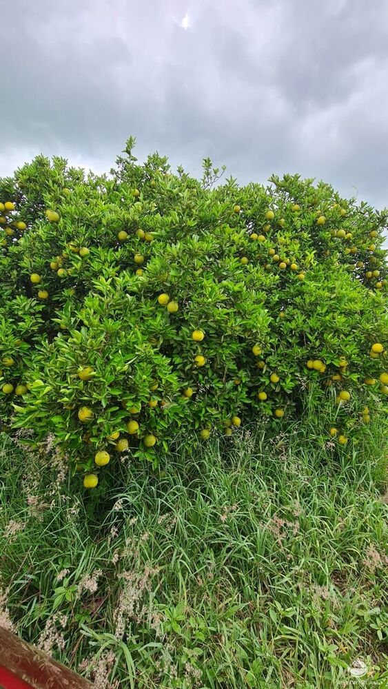 Fazenda, 450 hectares - Foto 4