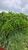 Fazenda-Sítio-Chácara, 450 hectares - Foto 4