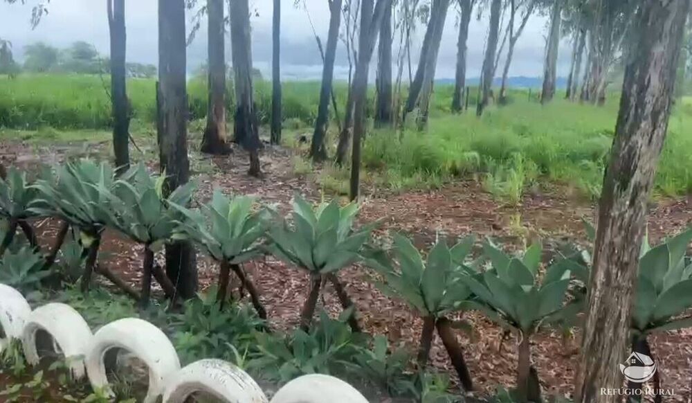 Fazenda à venda com 3 quartos, 1350000m² - Foto 4