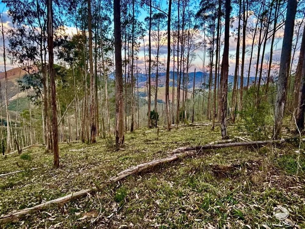 Sítio, 70 hectares - Foto 12