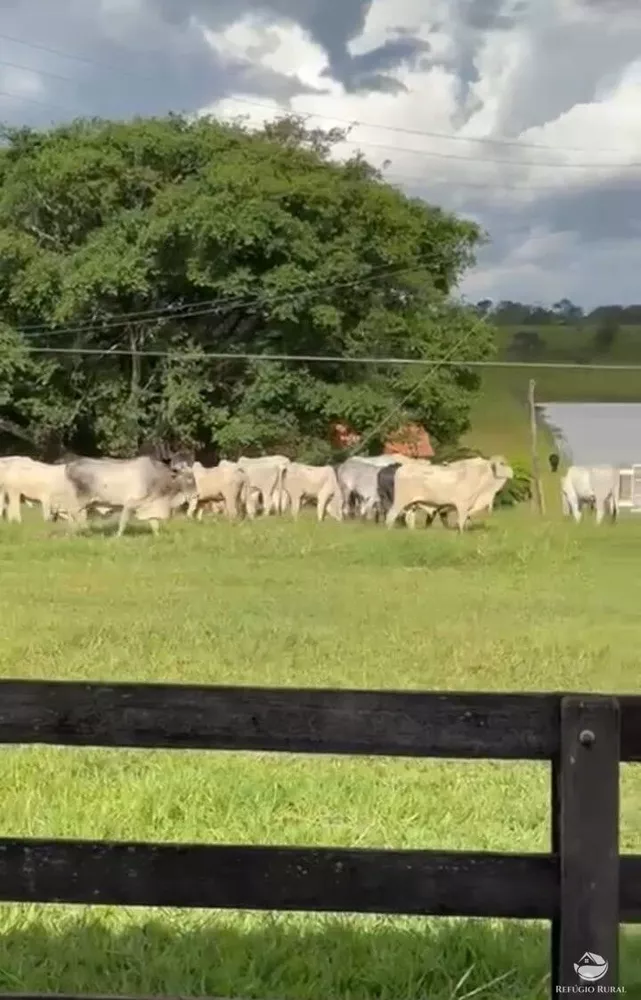 Fazenda, 1260 hectares - Foto 1