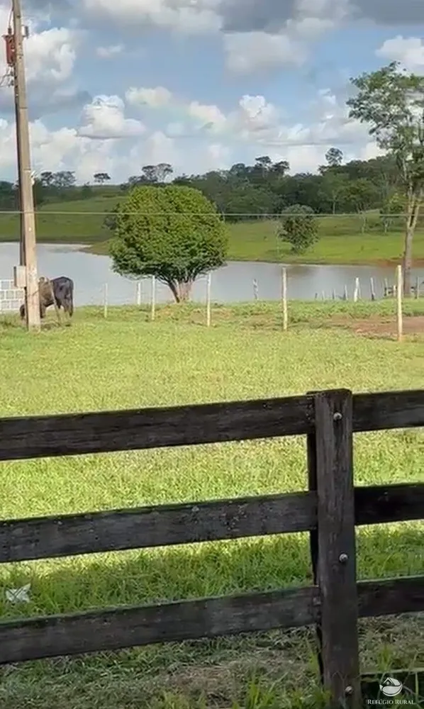 Fazenda, 1260 hectares - Foto 4