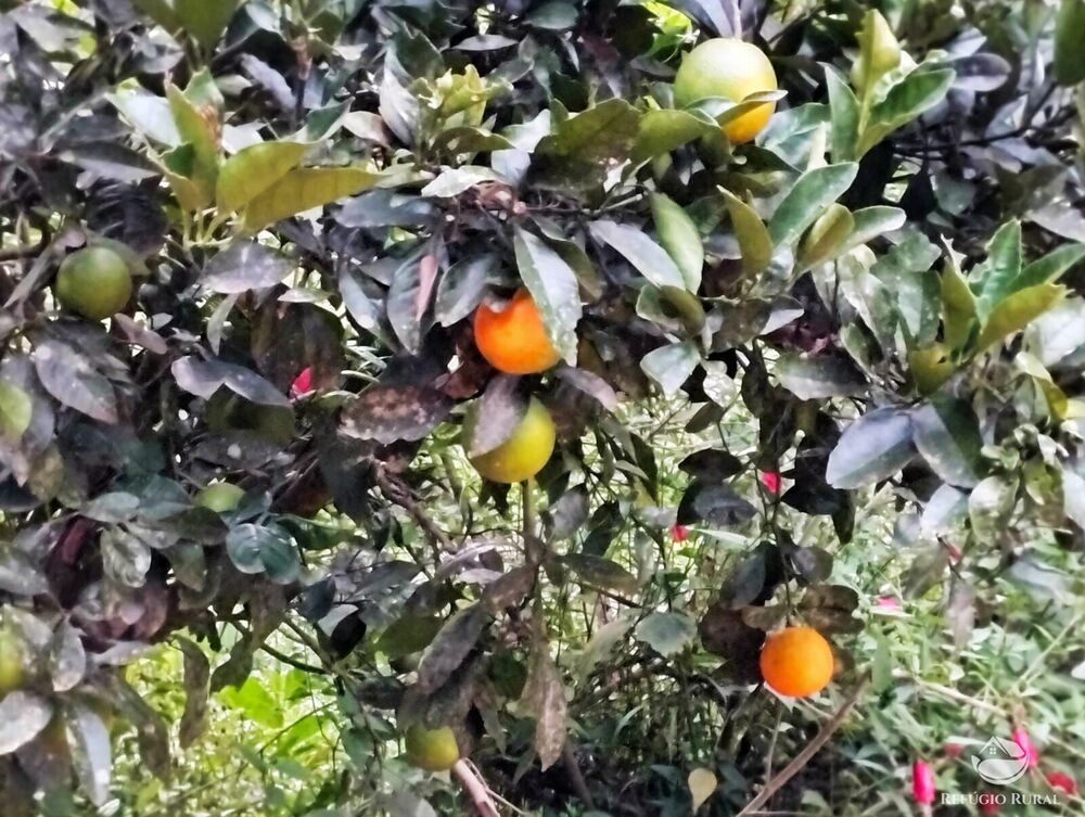 Sítio, 2 quartos, 24 hectares - Foto 4