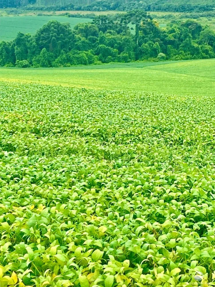 Fazenda, 581 hectares - Foto 13
