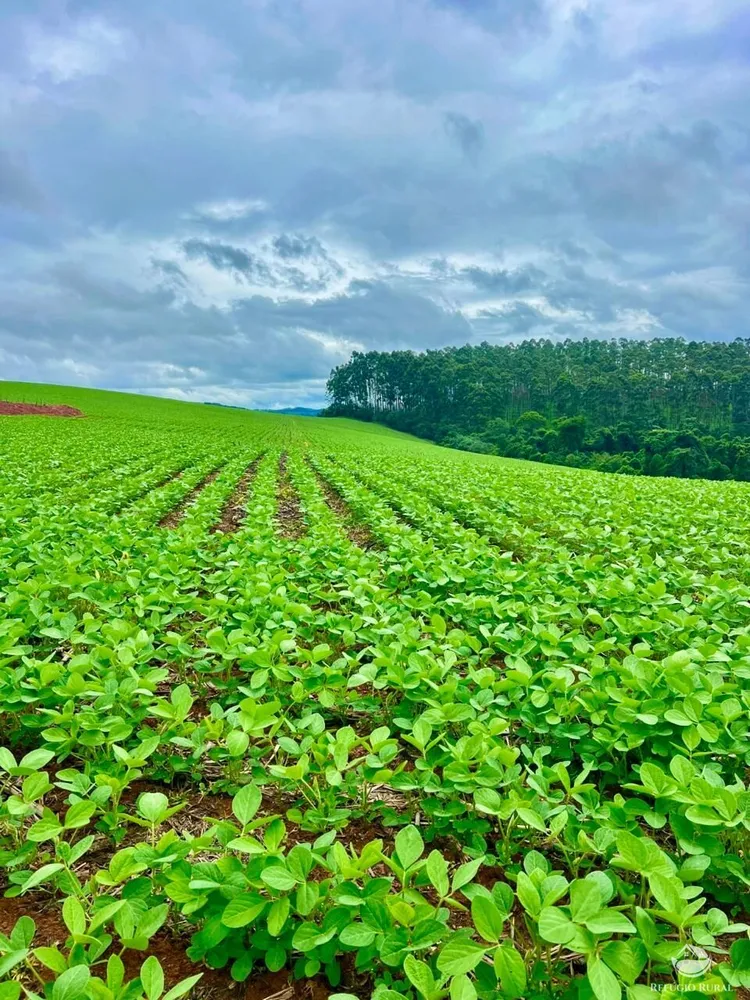 Fazenda, 581 hectares - Foto 3