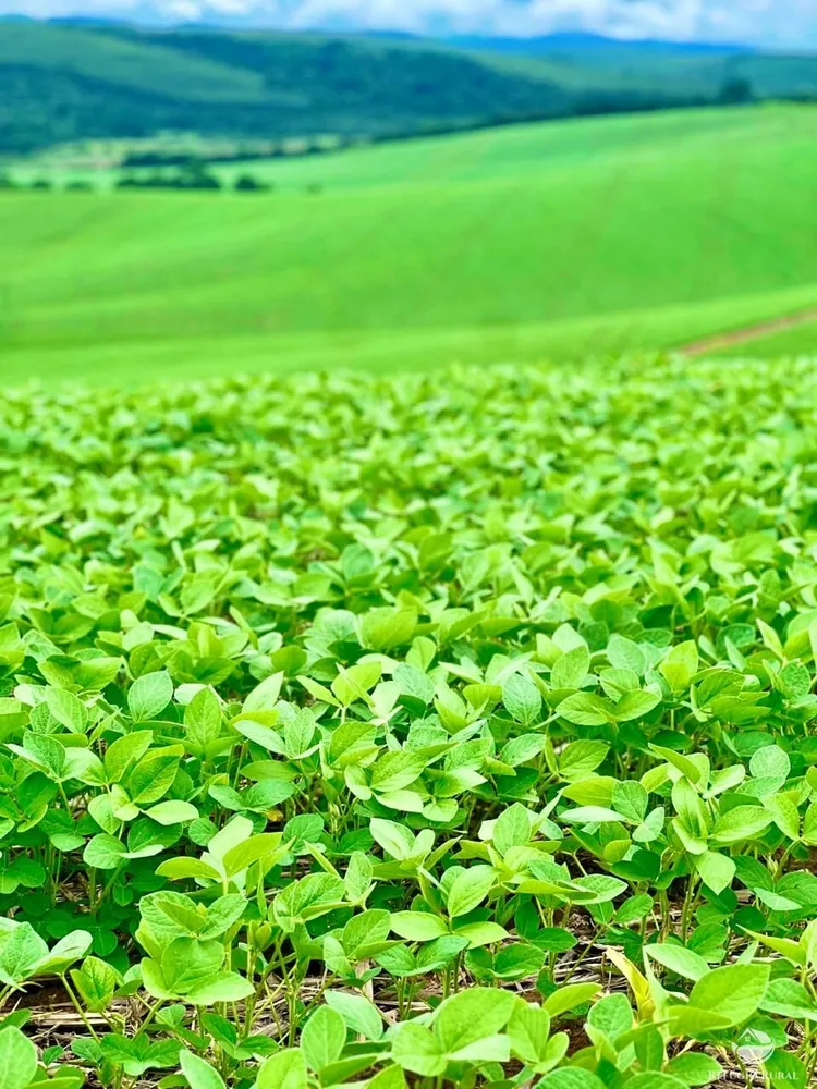 Fazenda, 581 hectares - Foto 7