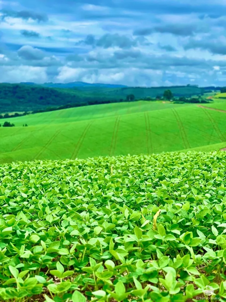 Fazenda, 581 hectares - Foto 4