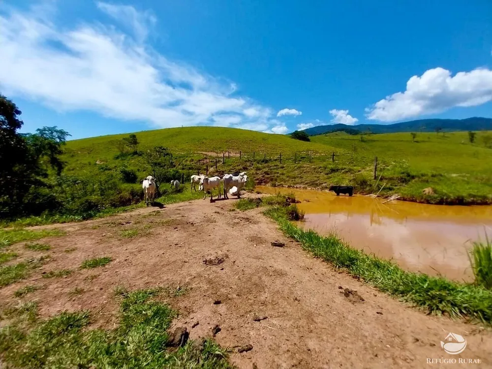 Fazenda, 499 hectares - Foto 7