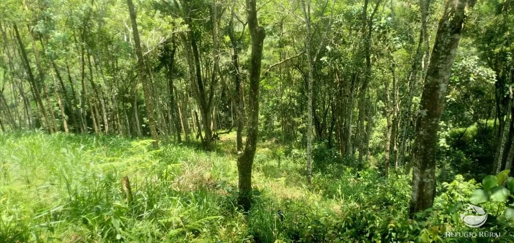 Terreno, 3 hectares - Foto 5